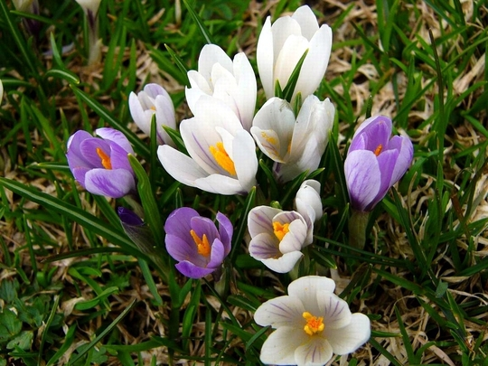 Tavaszi versek | Ovonok.hu